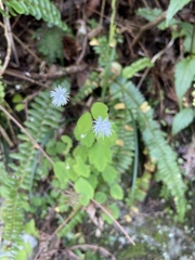 Thalictrum urbainii