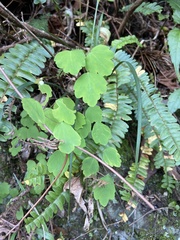 Thalictrum urbainii