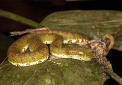 Bothriechis supraciliaris