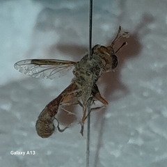 Physocephala vittata