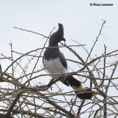 Corythaixoides leucogaster