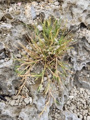 Capillipedium kwashotensis