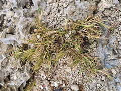 Capillipedium kwashotensis