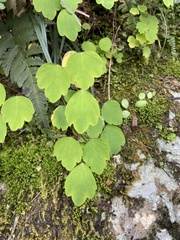 Thalictrum urbainii