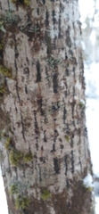 Acer pensylvanicum