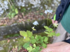 Thalictrum urbainii