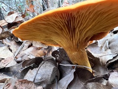 Omphalotus subilludens