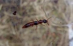 Atrecus affinis