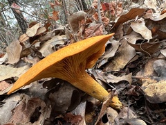 Omphalotus subilludens