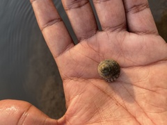 Trochus radiatus