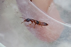 Atrecus affinis