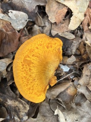 Omphalotus subilludens