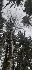 Acer pensylvanicum