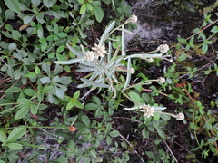 Pterocaulon