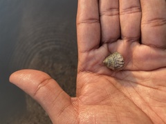 Trochus radiatus