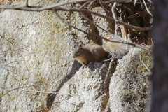 Sciurotamias davidianus