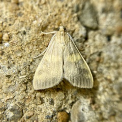 Rehimena surusalis