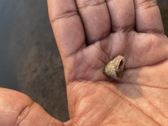 Trochus radiatus