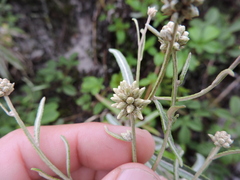 Pterocaulon