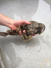 Myoxocephalus polyacanthocephalus