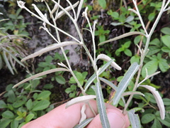 Pterocaulon