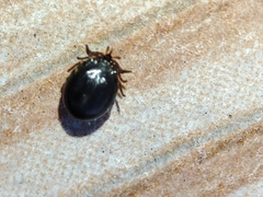 Ixodes frontalis