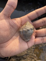 Rapaninae