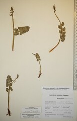 Botrychium neolunaria