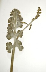 Botrychium neolunaria