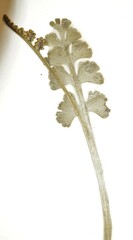 Botrychium neolunaria