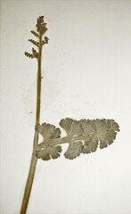 Botrychium neolunaria