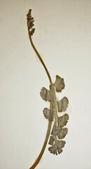 Botrychium neolunaria