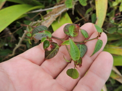 Microstachys corniculata