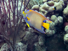 Holacanthus ciliaris