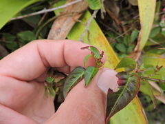 Microstachys corniculata