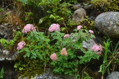 Spiraea hayatana