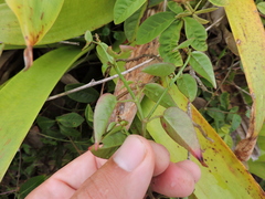 Microstachys corniculata