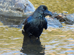 Corvus macrorhynchos japonensis