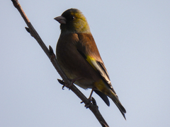 Chloris sinica minor