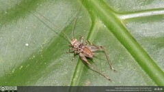 Svistella bifasciata