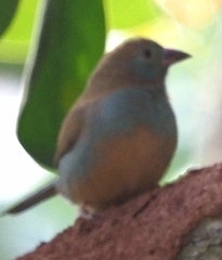 Uraeginthus bengalus