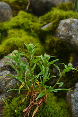 Erigeron morrisonensis
