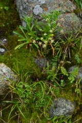 Pimpinella niitakayamensis
