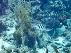 Azurina multilineata