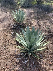 Agave murpheyi