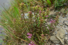 Pedicularis refracta transmorrisonensis
