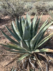 Agave murpheyi