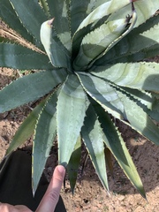 Agave murpheyi