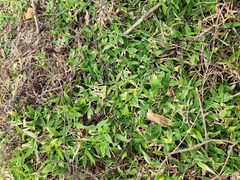 Thuarea involuta