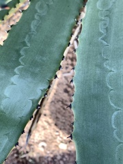 Agave murpheyi